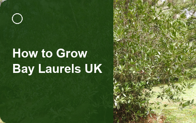 How to Grow Bay Laurels UK | Regional Planting Calendar guide thumbnail