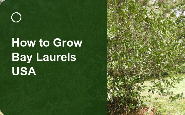 How to Grow Bay Laurels USA | Complete Growing Guide guide thumbnail