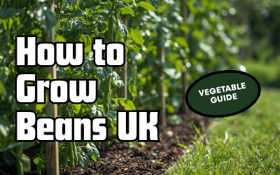 Beans guide thumbnail