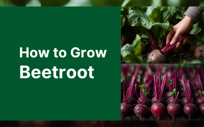 Beetroot guide thumbnail