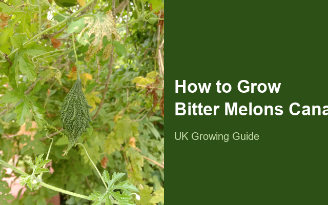How to Grow Bitter Melons Canada | Sowing, Protection & Harvest guide thumbnail
