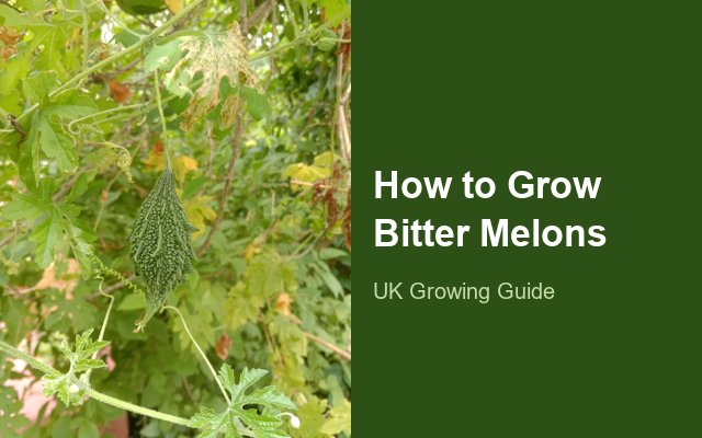 How to Grow Bitter Melons | Sowing, Protection & Harvest guide thumbnail