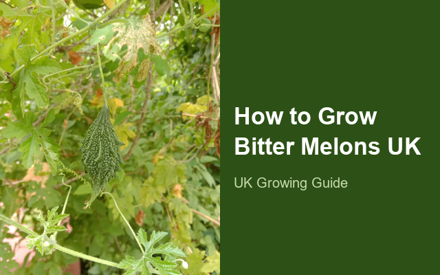 How to Grow Bitter Melons UK | Regional Planting Calendar guide thumbnail