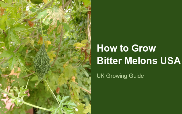 How to Grow Bitter Melons USA | Sowing, Protection & Harvest guide thumbnail