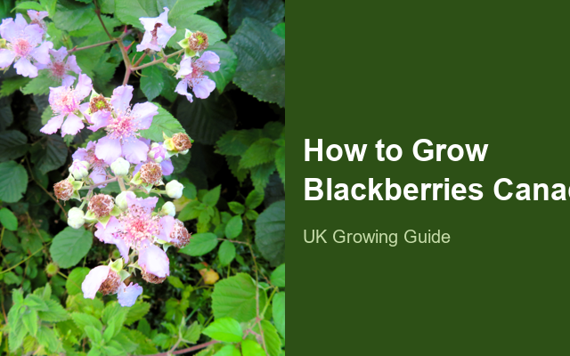 How to Grow Blackberries Canada | Planting & Establishment guide thumbnail