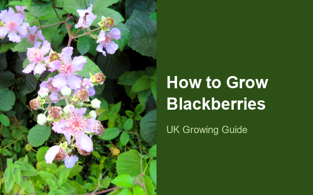 How to Grow Blackberries | Planting & Establishment guide thumbnail