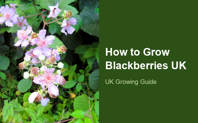 How to Grow Blackberries UK | Regional Planting Calendar guide thumbnail
