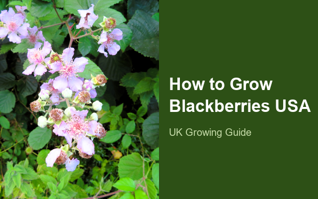 How to Grow Blackberries USA | Planting & Establishment guide thumbnail