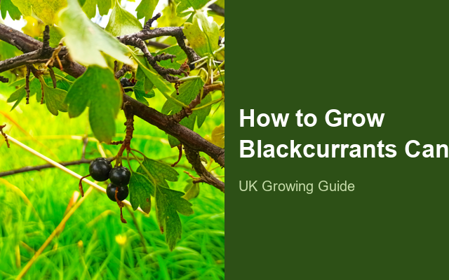 How to Grow Blackcurrants Canada | Care, Pests & Disease Control guide thumbnail