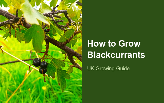 How to Grow Blackcurrants | Care, Pests & Disease Control guide thumbnail