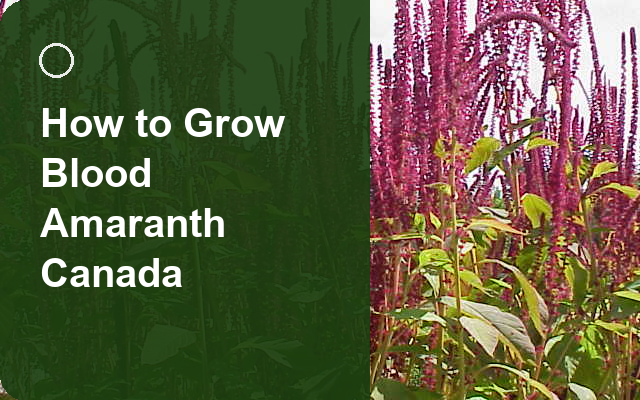 How to Grow Blood Amaranth Canada | Care, Pests & Disease Control guide thumbnail