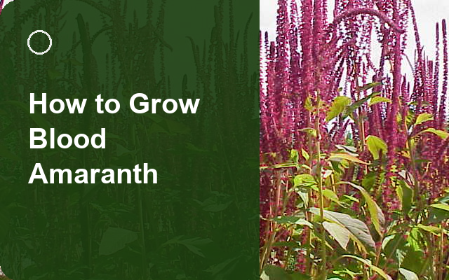 How to Grow Blood Amaranth | Care, Pests & Disease Control guide thumbnail