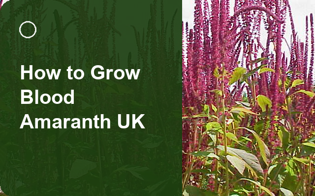Blood Amaranth: How to Grow & Harvest (UK) guide thumbnail