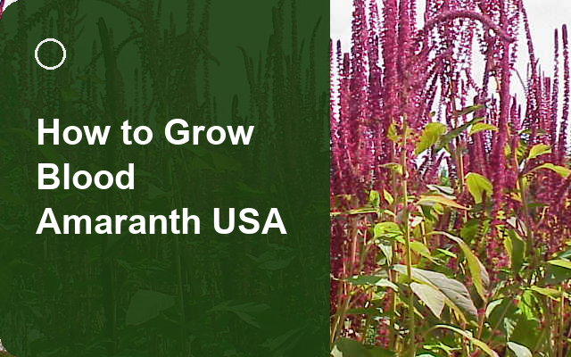 How to Grow Blood Amaranth USA | Care, Pests & Disease Control guide thumbnail