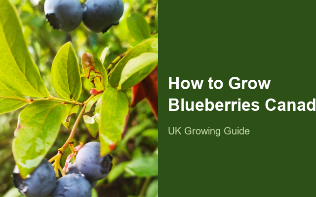 How to Grow Blueberries Canada | Planting & Establishment guide thumbnail