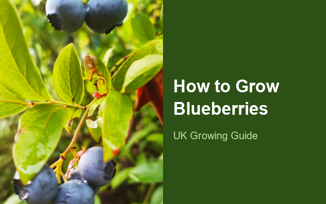 How to Grow Blueberries | Planting & Establishment guide thumbnail