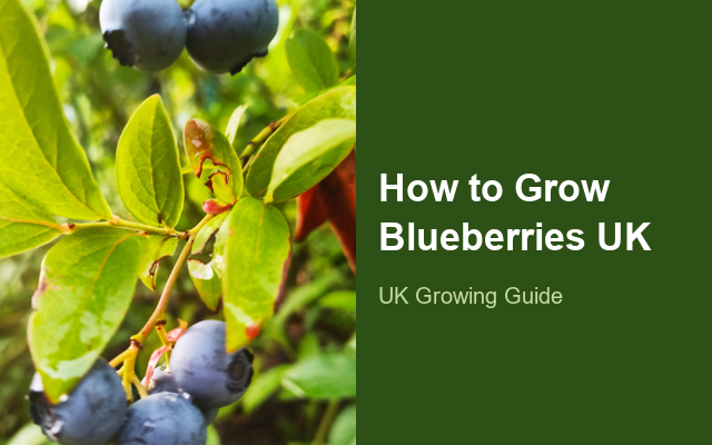 How to Grow Blueberries UK | Regional Planting Calendar guide thumbnail
