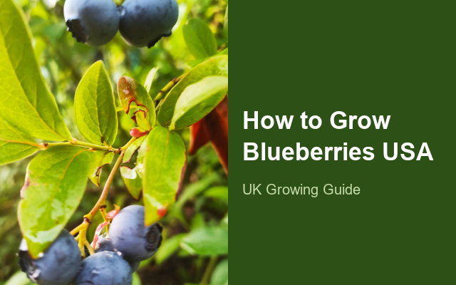How to Grow Blueberries USA | Planting & Establishment guide thumbnail