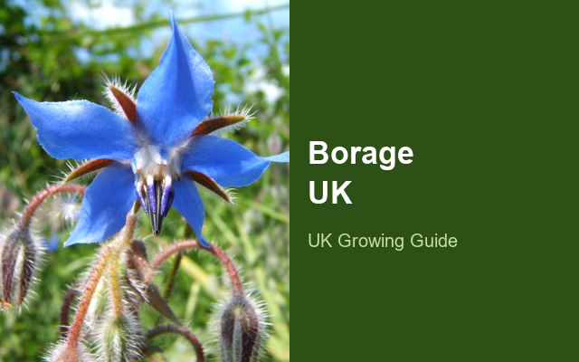 How to Grow Borage UK | Regional Planting Calendar guide thumbnail