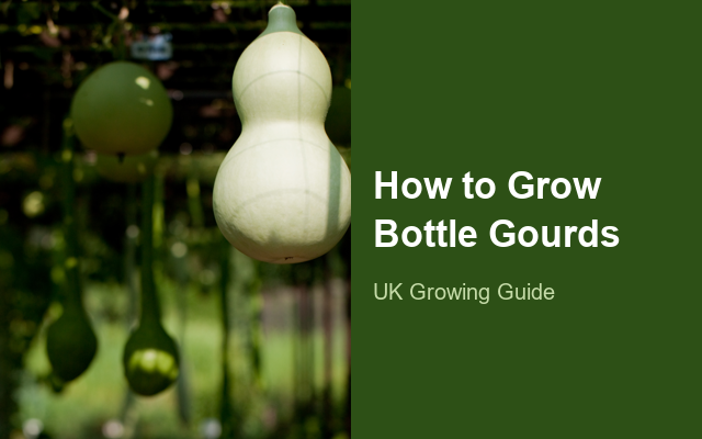 How to Grow Bottle Gourds | Care, Pests & Disease Control guide thumbnail