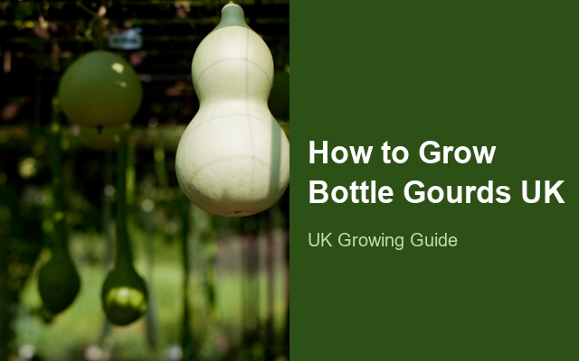 How to Grow Bottle Gourds UK | Regional Planting Calendar guide thumbnail