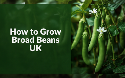 Broad Beans guide thumbnail