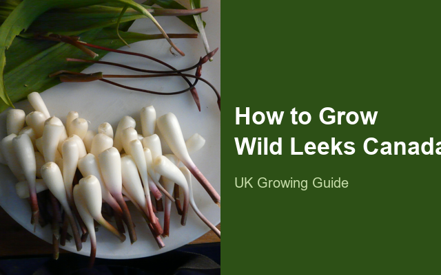 How to Grow Broadleaf Wild Leeks Canada | Planting & Establishment guide thumbnail