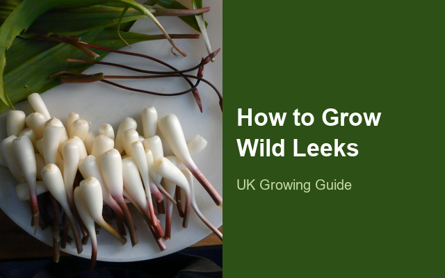 How to Grow Broadleaf Wild Leeks | Planting & Establishment guide thumbnail