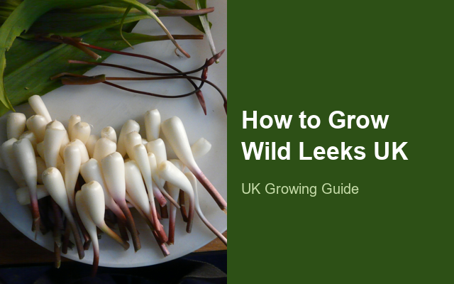 How to Grow Broadleaf Wild Leeks UK | Regional Planting Calendar guide thumbnail