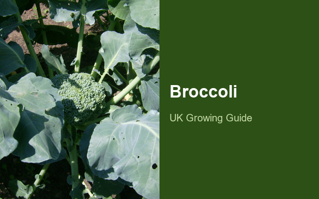 Broccoli (Calabrese) guide thumbnail