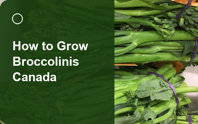 How to Grow Broccolinis Canada | Care, Pests & Disease Control guide thumbnail
