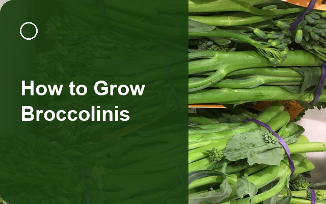 How to Grow Broccolinis | Care, Pests & Disease Control guide thumbnail