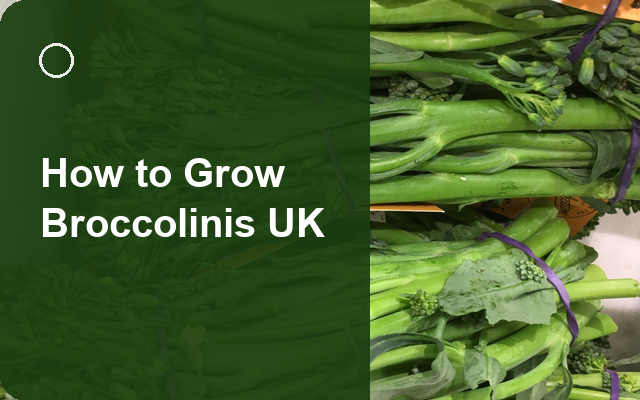 How to Grow Broccolinis UK | Regional Planting Calendar guide thumbnail