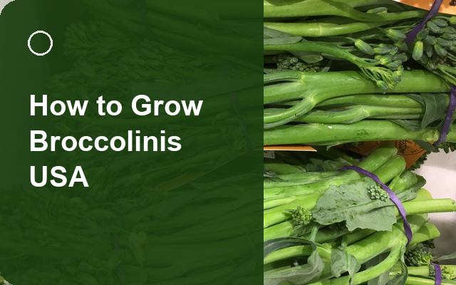 How to Grow Broccolinis USA | Care, Pests & Disease Control guide thumbnail