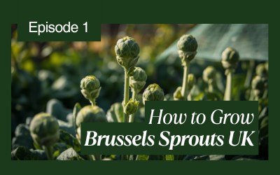 Brussels Sprouts guide thumbnail