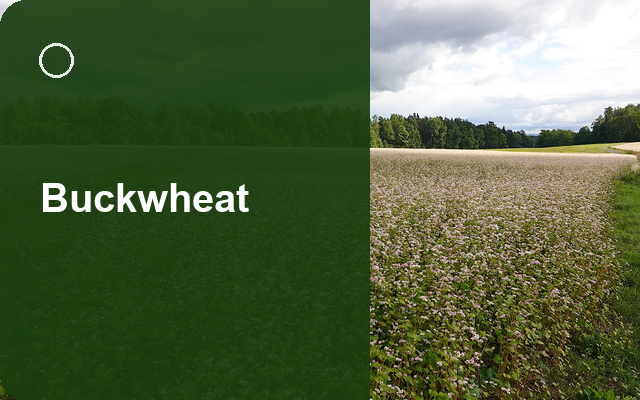 How to Grow Buckwheats | Complete Growing Guide guide thumbnail