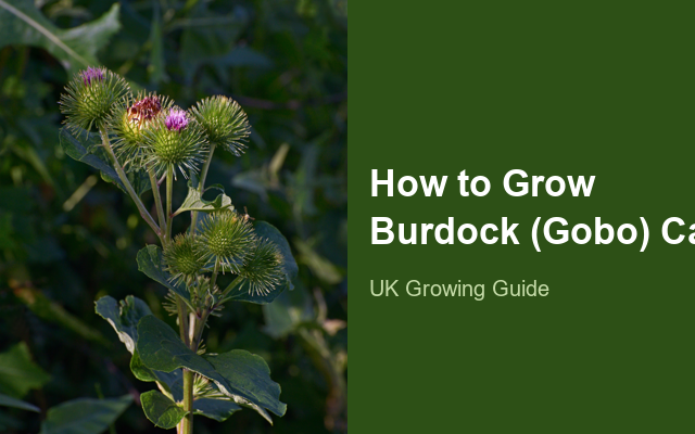 How to Grow Burdock (Gobo) Canada | Complete Growing Guide guide thumbnail
