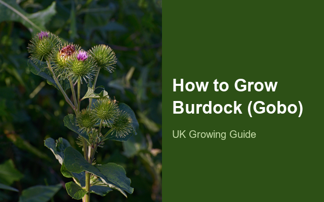 How to Grow Burdock (Gobo) | Complete Growing Guide guide thumbnail
