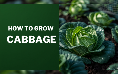 Cabbage guide thumbnail