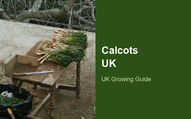 How to Grow Calçots UK | Regional Planting Calendar guide thumbnail