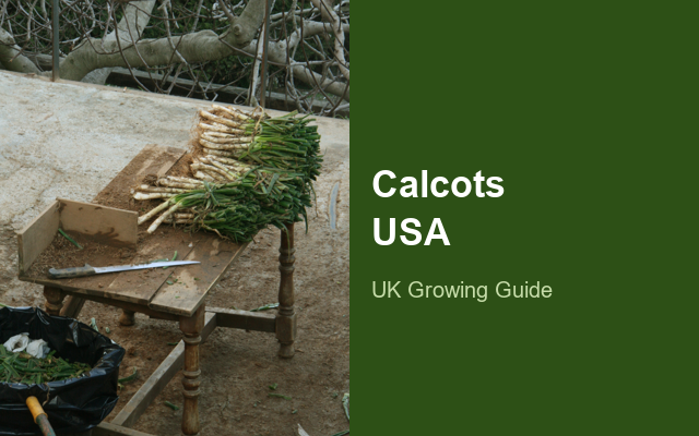 How to Grow Calçots USA | Soil, pH & Growing Guide guide thumbnail