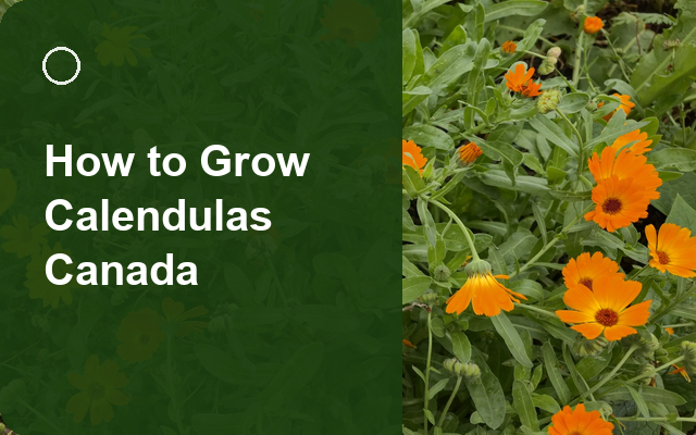 How to Grow Calendulas Canada | Complete Growing Guide guide thumbnail