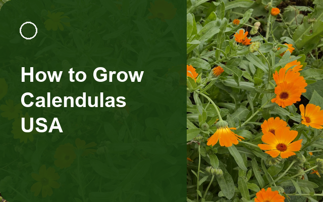 How to Grow Calendulas USA | Complete Growing Guide guide thumbnail