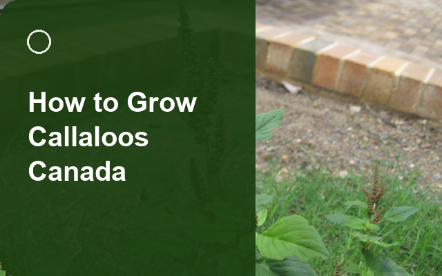 How to Grow Callaloos Canada | Complete Growing Guide guide thumbnail