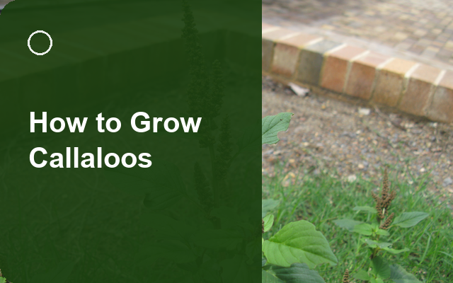 How to Grow Callaloos | Complete Growing Guide guide thumbnail