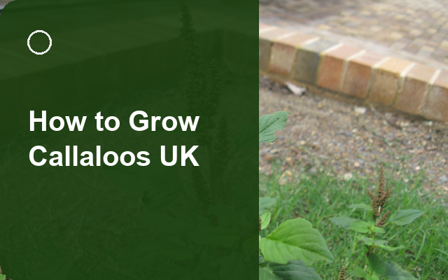 How to Grow Callaloos UK | Regional Planting Calendar guide thumbnail