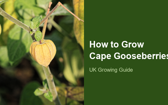 How to Grow Cape Gooseberries Canada | Planting & Establishment guide thumbnail