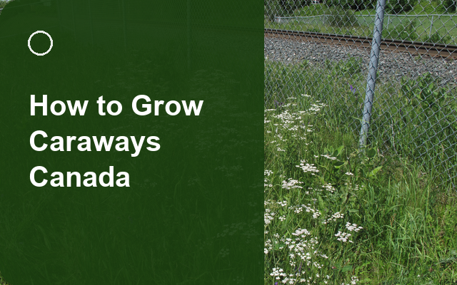 How to Grow Caraways Canada | Complete Growing Guide guide thumbnail