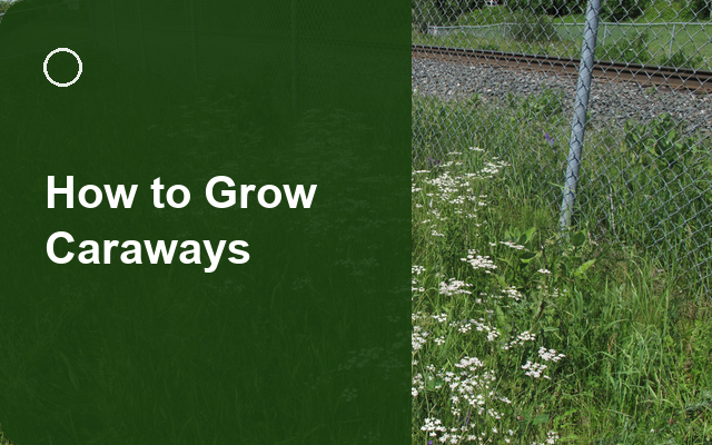 How to Grow Caraways | Complete Growing Guide guide thumbnail