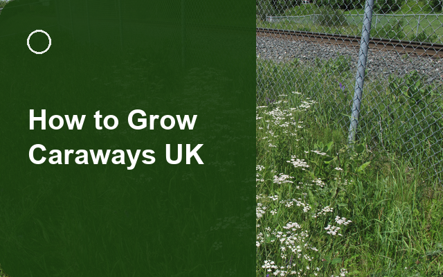How to Grow Caraways UK | Regional Planting Calendar guide thumbnail